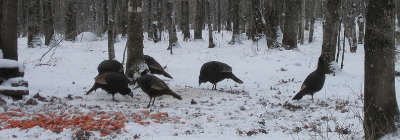 Térritoire de chasse et pêche au. f. r.  inc. - photo  6